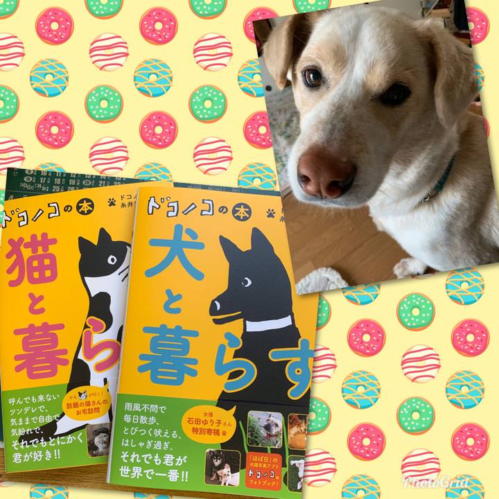 4373490c 4081 42f8 b3bc 6502f76b3390 1556182724536