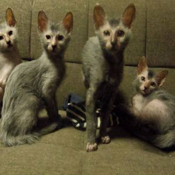 43747c1e dc66 4344 95f2 58a5f953f27f 1510116484093