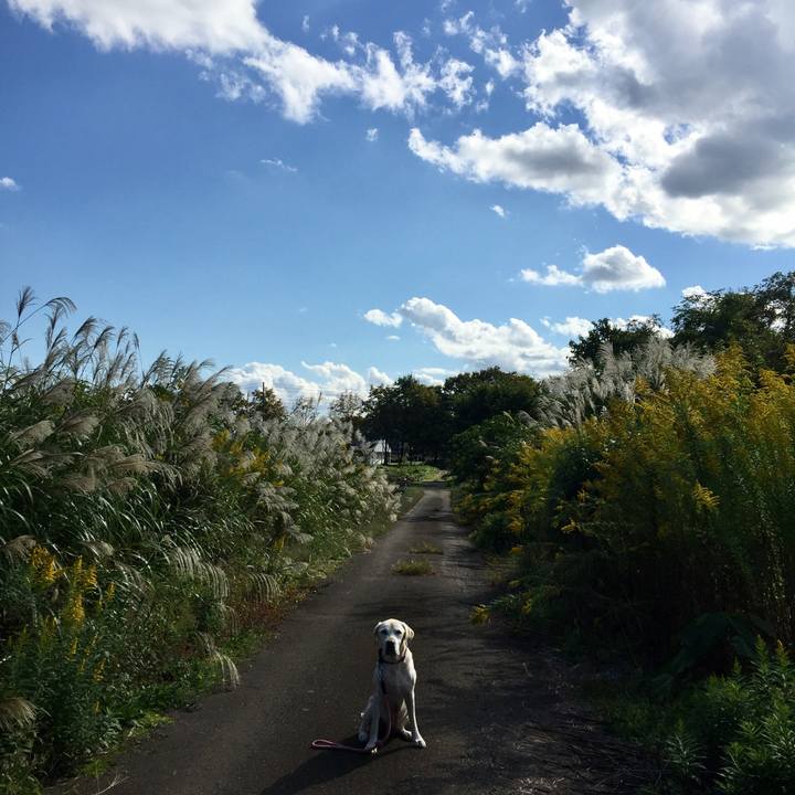 4376275e 7a43 44b8 b26e 7833aa898448 1508218014224