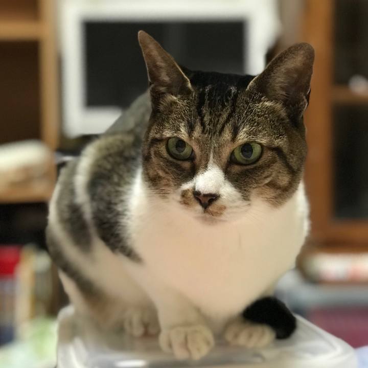 4376699f 4a13 4c1d be63 1e436bc6643b 1517360468186