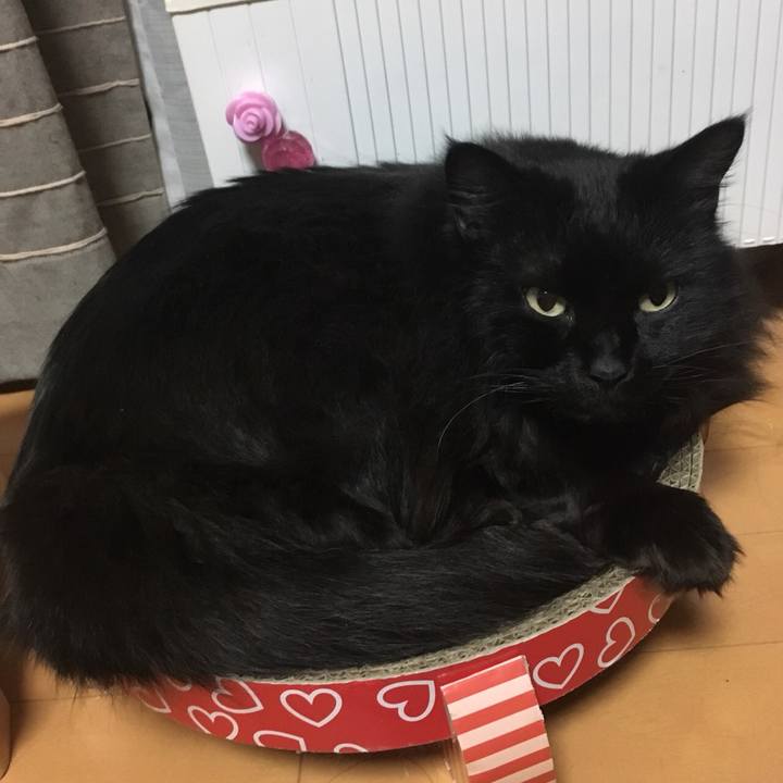 43781be7 5a2a 4401 a8c1 b088b077ecf5 1549902600505