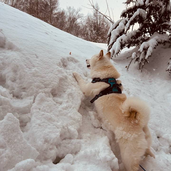 4378688b 70bf 4d5e 907a 851ca87a1eeb 1739488434360