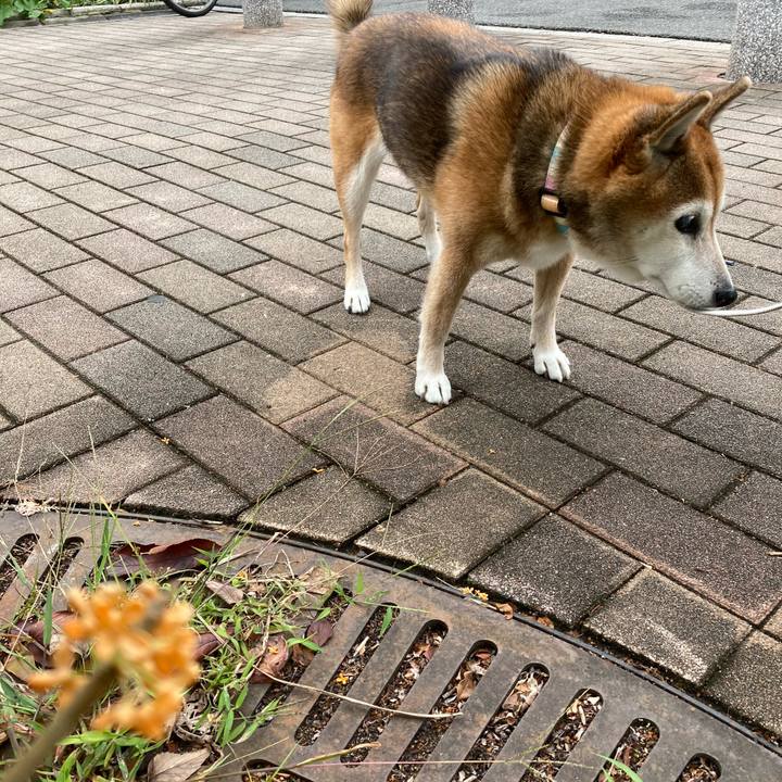 43787fe4 d1f8 43da b6fb cb98465abc24 1761215300688