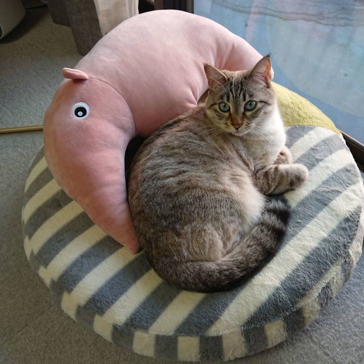 4378e29f 135a 4360 9855 14d10af8934d 1582450581513