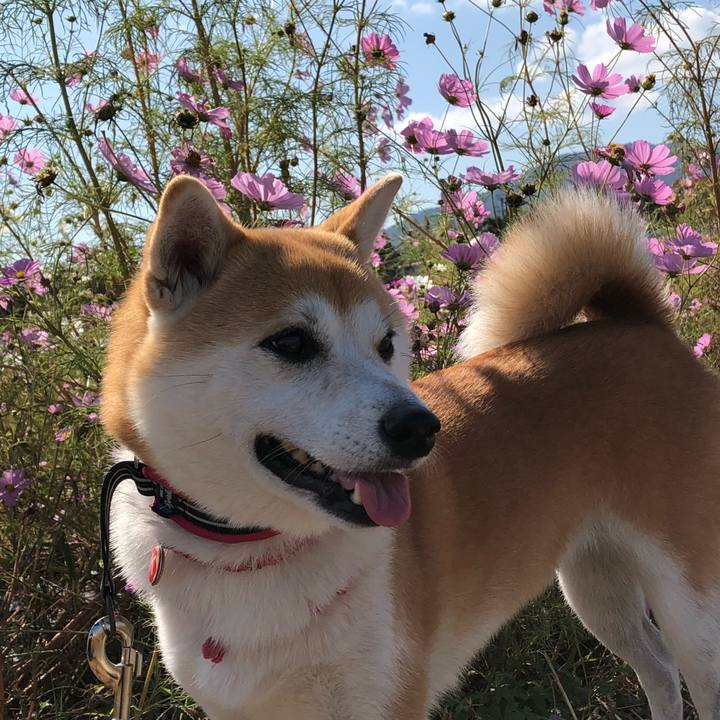 437dcb62 0fd8 40b6 98bb d488758fb3c9 1540528514166