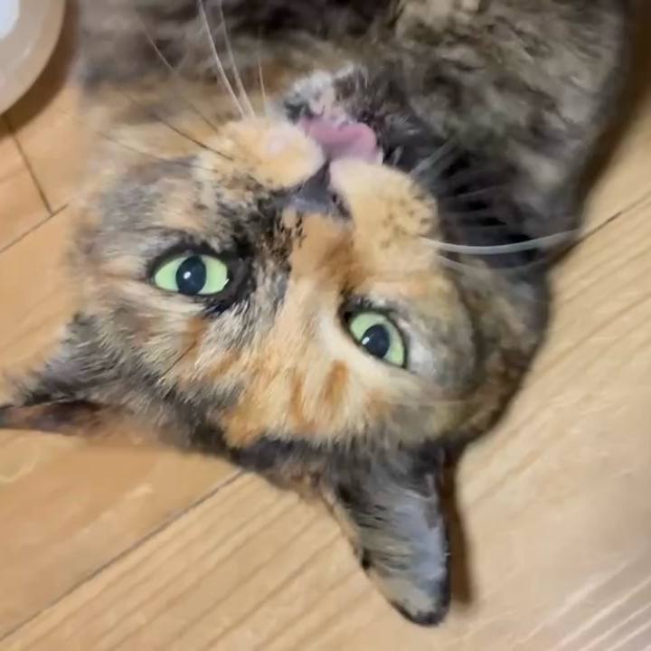 437eaf81 44e9 432f 9257 bef9232bfa3d 1761510809972