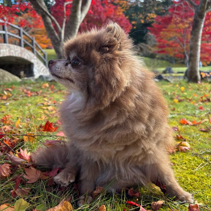 437f7cc7 630a 456f 9c30 d22fb67b4dce 1762156619111