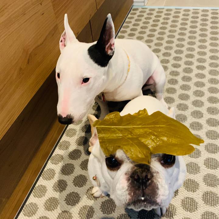 437f8ea2 00ba 4e0b a878 b9b14d7b8123 1588655697861