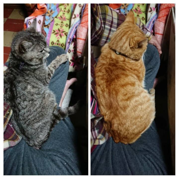 437fa54e ff66 4228 aedd 1f39e44e047a 1585511914187