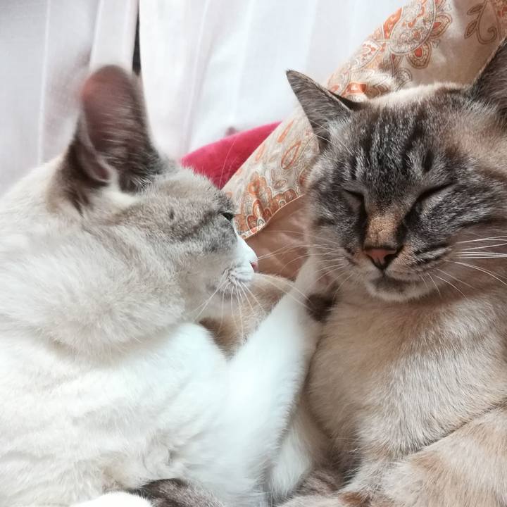 4383b72e 0856 45ed a86f 2ec3001d8a65 1541325345349