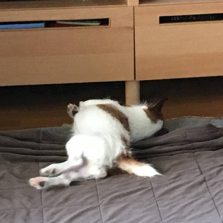 438401ed 3afa 4bc1 af2c 1c311ab73a85 1560396665049