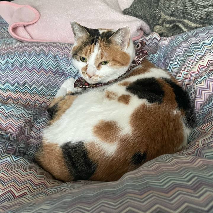 4388fd89 6b3c 4afa 9c02 bbcd3c07112d 1738022109568