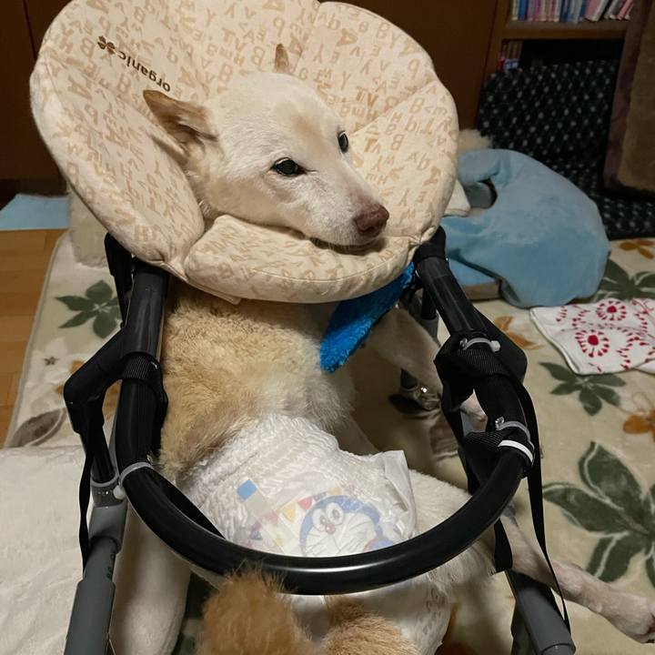 438978b2 2f17 4950 9fb6 886ae71bd611 1668969568912