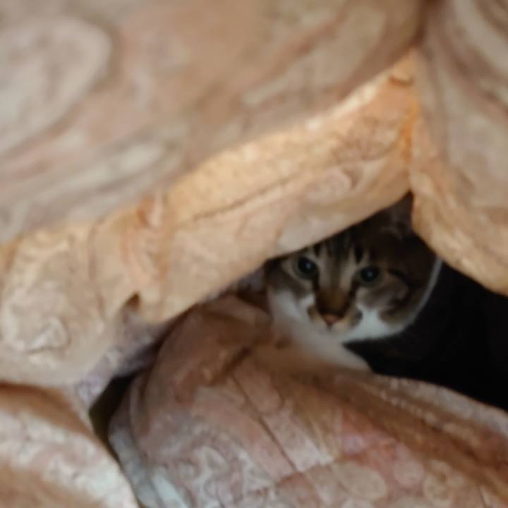 438de389 1f2c 437a a539 bb7ab328b059 1602809426313