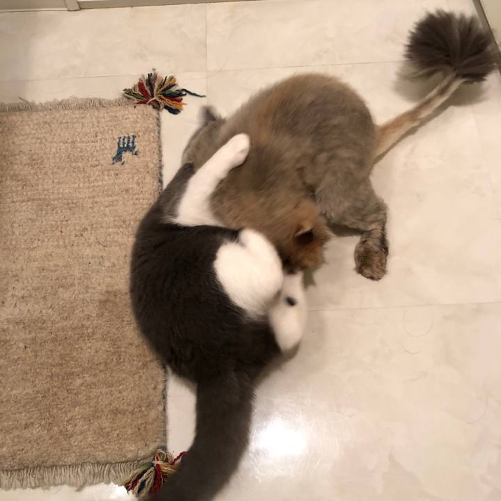 43901941 61a5 4d3c 8b51 387505572092 1526001241283