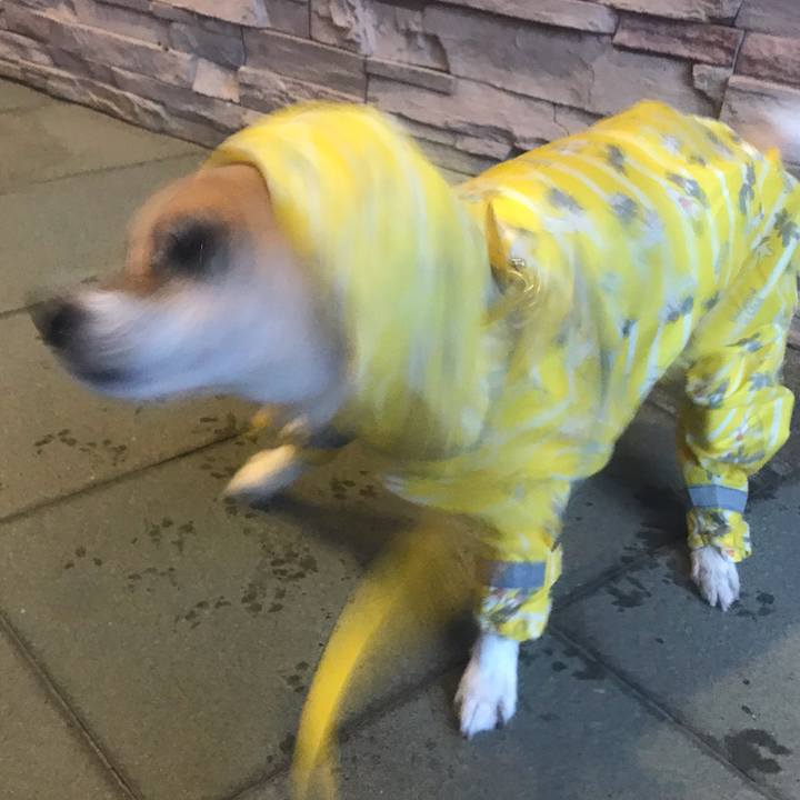 4392cb4c 0443 4772 9949 635d393bb4ee 1538264529018