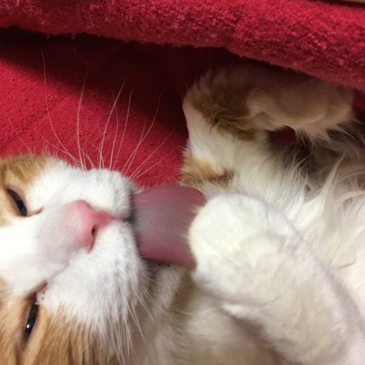 43949cda acc8 46f7 aef2 39db60615a9a 1544709637527