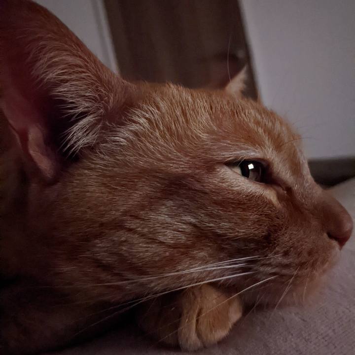 4394a54e 59f4 488b 9654 ef404478d36e 1643289077459