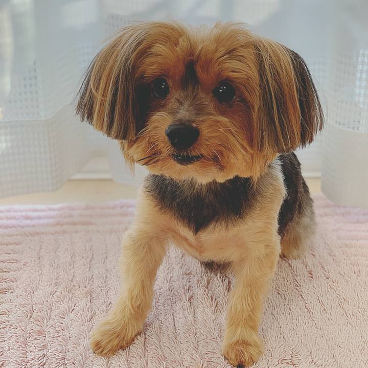 4394aba5 f0b5 4b66 a87d 33a0afded3fc 1573006155456