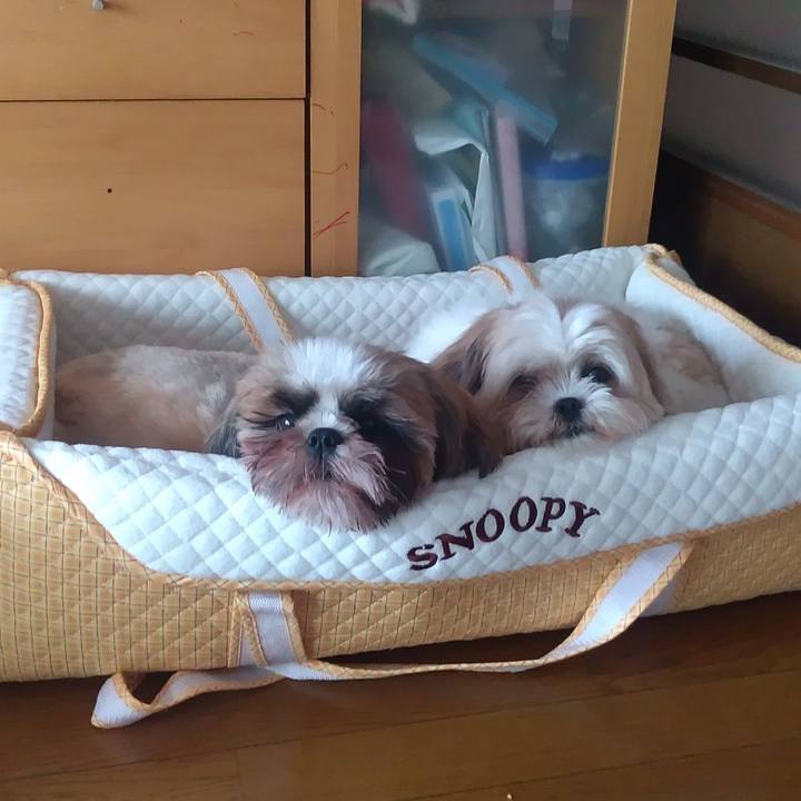 4394e9a3 b24a 44b3 965d 49dbd2c592ad 1595477349541