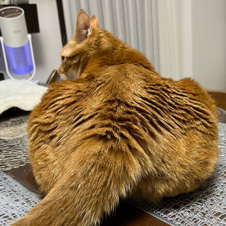 4395d42a 1055 4320 9a0e f51828f90c55 1675633534717