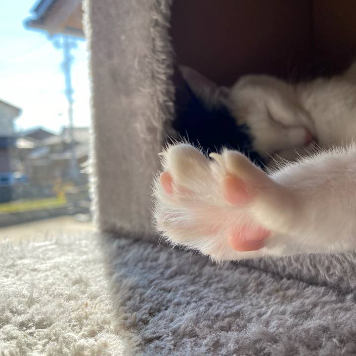 43966725 96dc 4a60 bc13 1ee7b3ef67ee 1667383136064