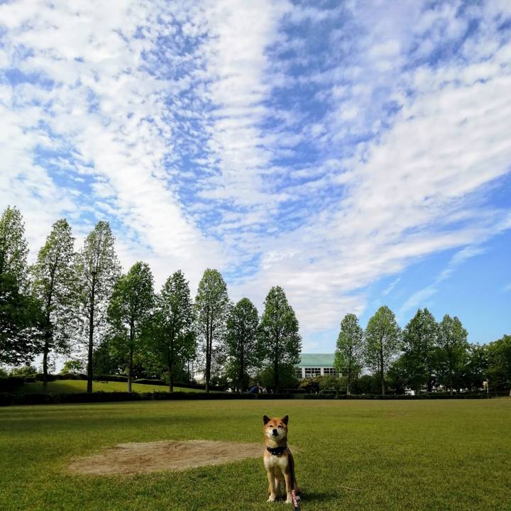 43967d6d bb9b 4aef a4d2 7a3084f75dda 1589158806633