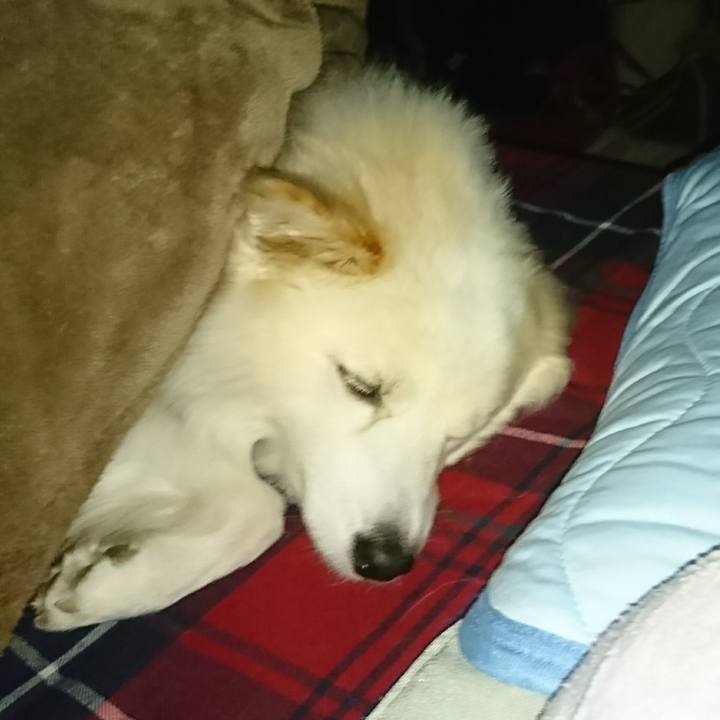 4398c56f 47d1 4c82 92d3 ad27236dedb5 1507926478893