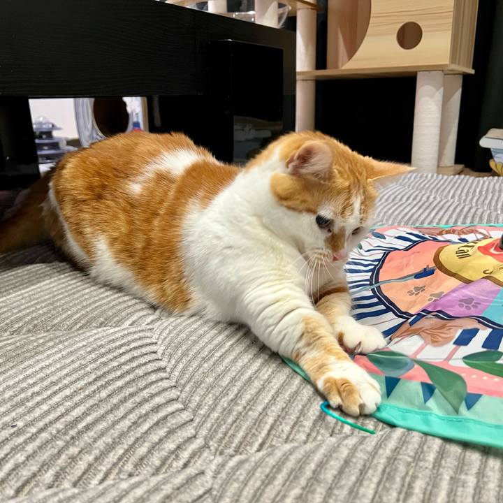 43994235 677f 40c1 8c15 744463907765 1764905271801