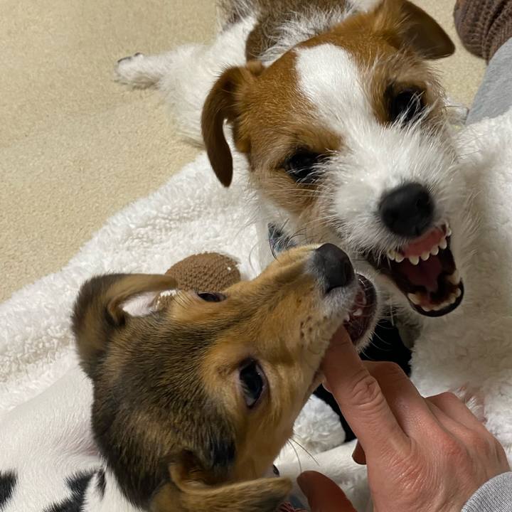 4399dcb3 4b5d 4d96 855a 2c6a06313f3c 1743857621073