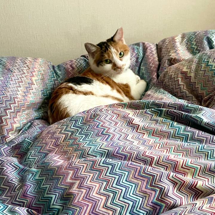 43a093cb 9143 4292 a4ce 70e59c27d3eb 1699501127244