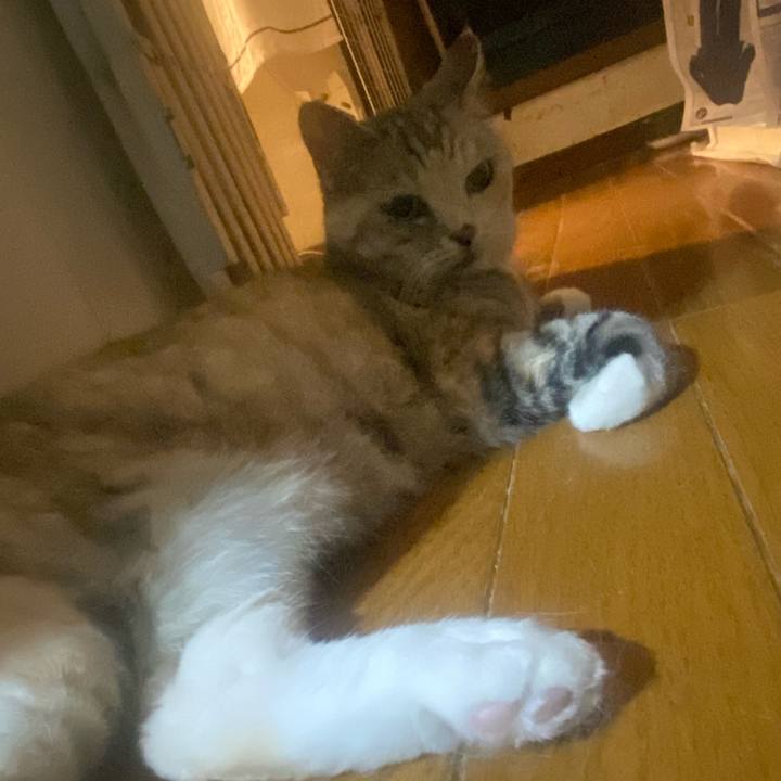 43a1786a 1e02 44d4 996b 566fec88518b 1750259441694