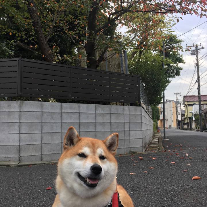 43a2f1b1 e43a 4305 b7d0 a8525e68481a 1604720281426