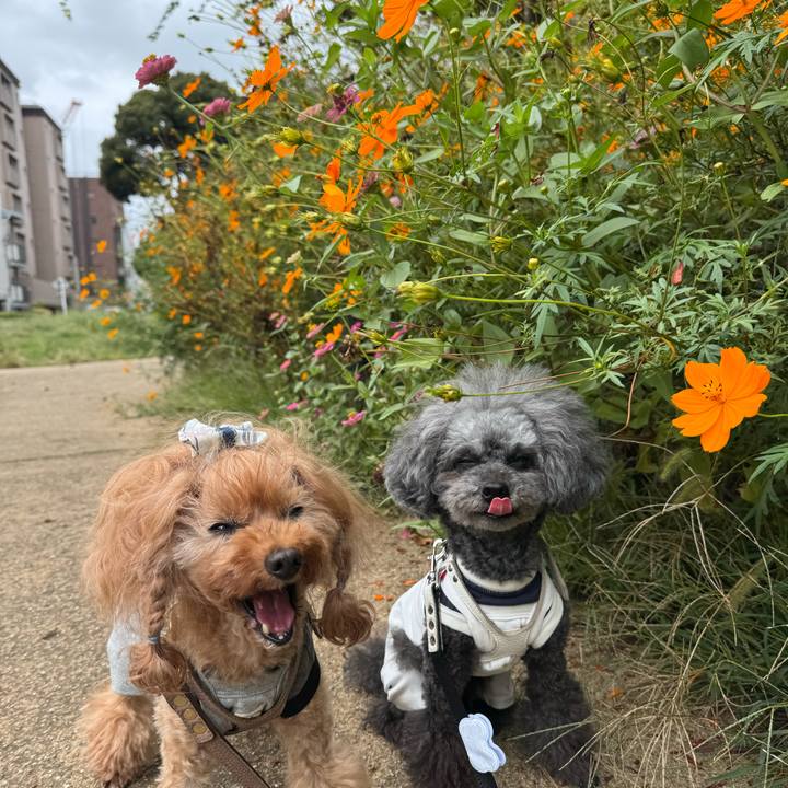 43a429bf 76e5 406b a64a 982996e33de6 1759877801164