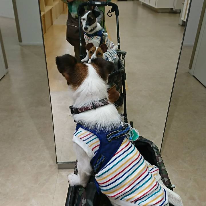 43a57c91 a941 420d a265 37a224b5f4d1 1529478906859