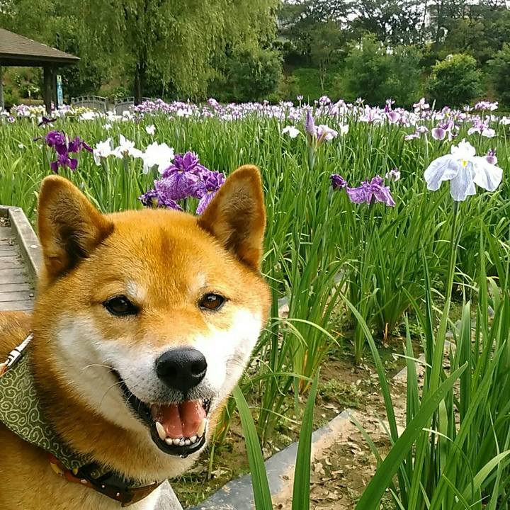 43a92504 4fab 45a6 af0b a3cff13e1511 1527551446456