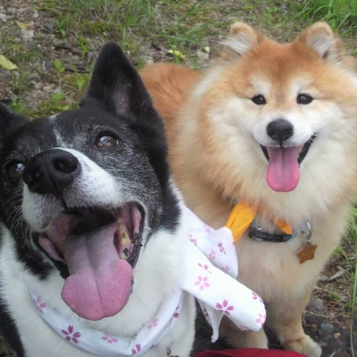 43aa92c6 a9e9 4b03 b952 5b0933182acb 1508979580972