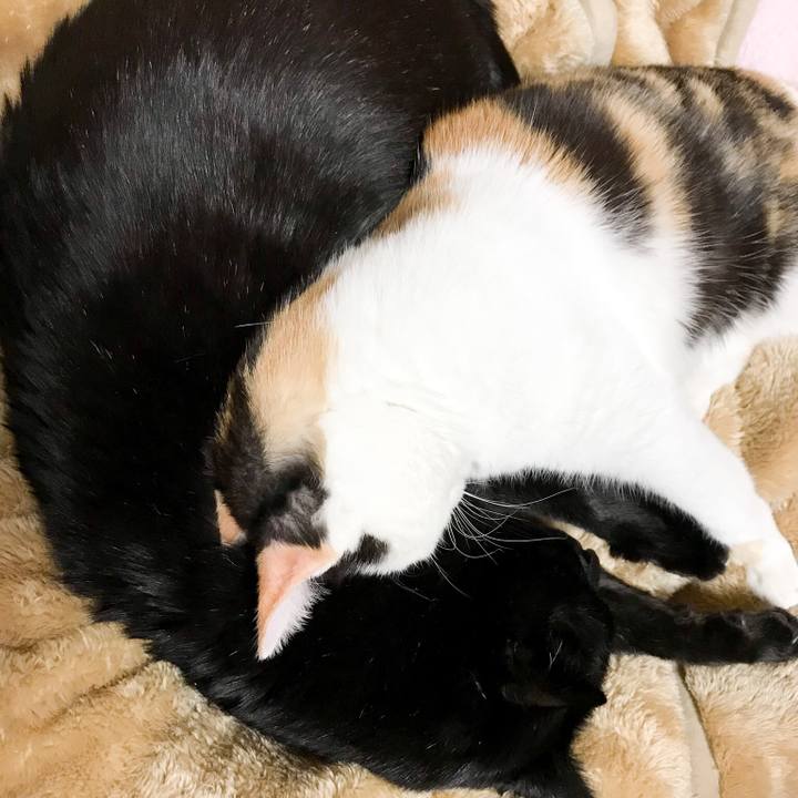 43ab5472 c633 43e9 aa08 a97a8826e79b 1520211902897