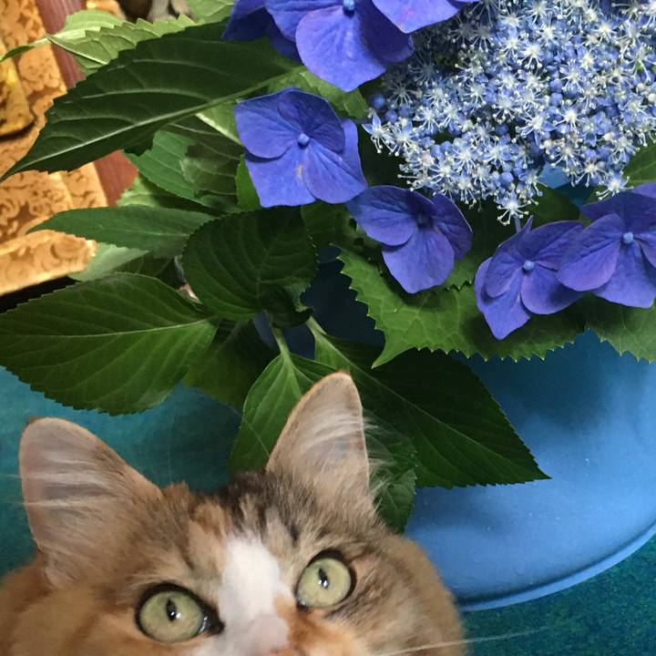 43aba2e3 59f5 40e7 ad4b 6e1ecb500129 1593837502094