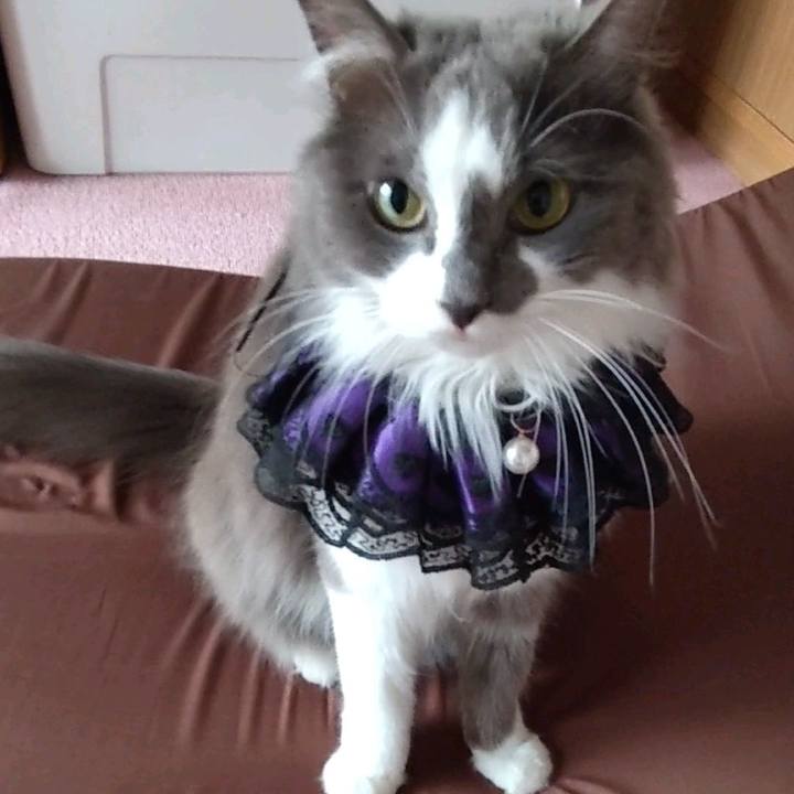 43b05c98 196e 4e9f a8ee 402925ef3d5f 1630825834707