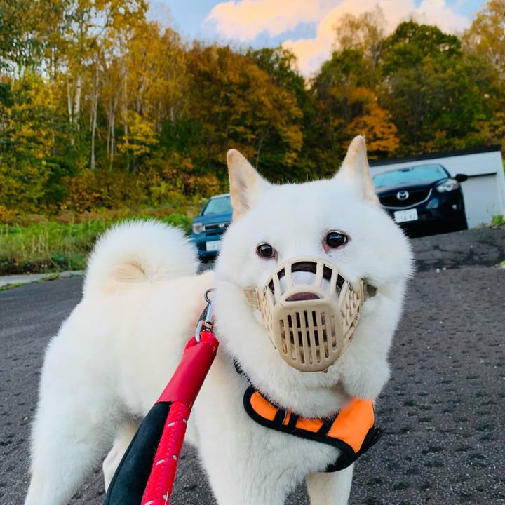 43b3639e d11c 4cb9 af07 1fdd34dfff0b 1666215063921