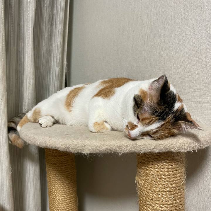 43b51132 66b6 4c90 ab93 6cbed47272ee 1610805404356