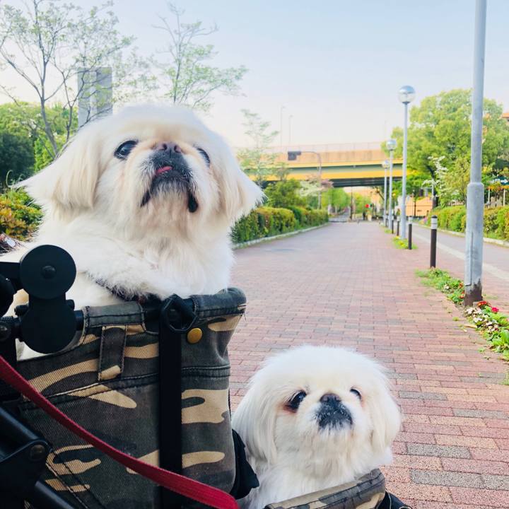 43b5786b 41e0 402c 88aa 4d2f4f972f3a 1588116630047