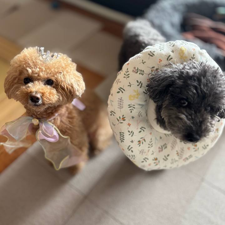 43b913fc d8b9 4139 946c bbcb376c4c08 1744682102458