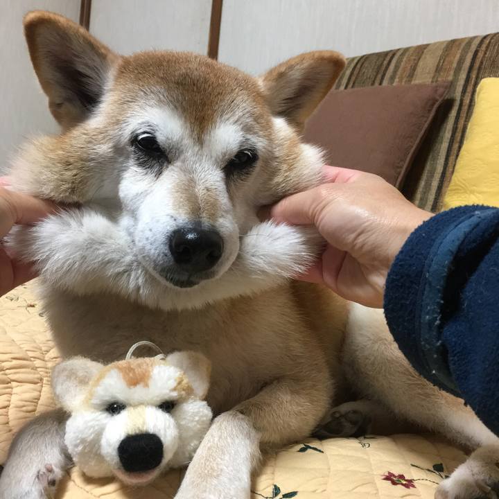 43bc092c 00cd 4660 b7ae 2d90c25333ba 1511990212249