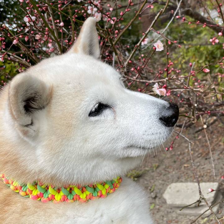 43bc592b a44e 45d9 917f a4a2a9395b8c 1642942416790