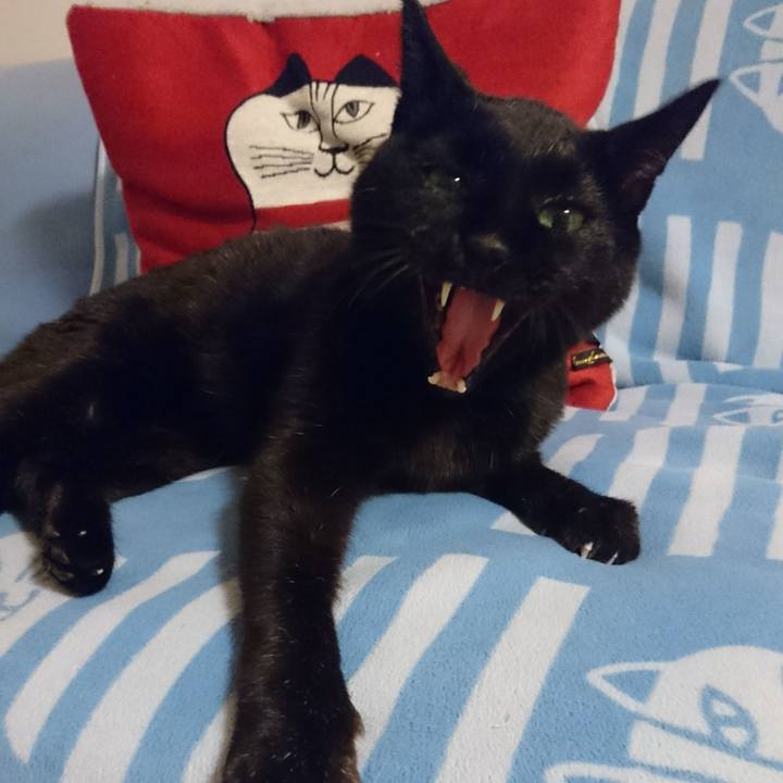 43bec84c c6eb 4d2e b179 94b88871cb45 1541945218148