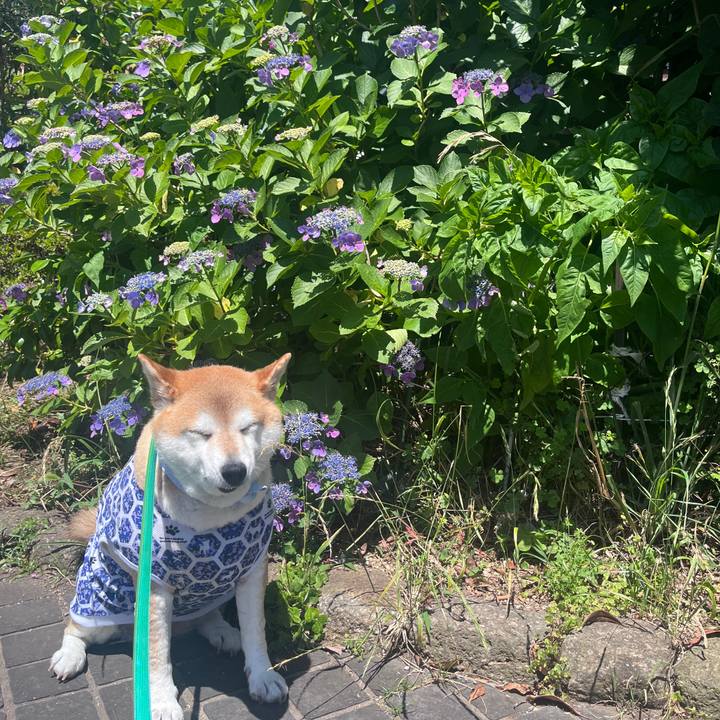 43c07fb0 0c47 405d 898a cbbd07317280 1717820868176