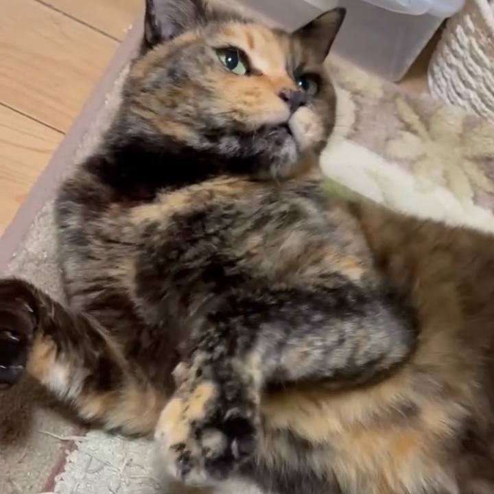 43c39236 75e7 4608 9c77 73599f1d506d 1765450508097