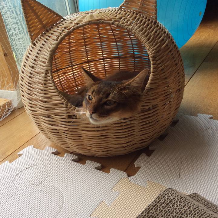 43c465bb de78 461e 8b4d 5ba7a8d5dcf2 1591321174559